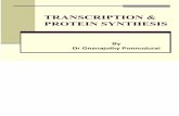Transcription Protein Synthesis
