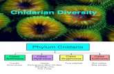 006 Cnidarian Diversity