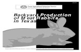 Backyard Prodcution of Rabbits in Texas
