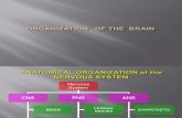 Brain Organization