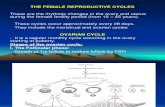 Ovarian Cycle & Menestrual Cycle
