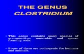 The GENUS Clostridium