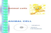 Animal Cells and Plant Cells9