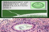 Transport of Gametes and Fertilization