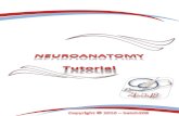 Neuro Anatomy Toutrial[1]
