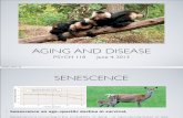 Lecture 17 - Aging & Disease