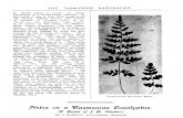 TasNat 1907 Vol1 No3 Pp9-11 Rodway TasEucalyptus