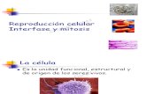 interfase mitosis y cancer2013.pdf