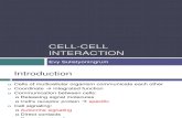 Cell Cell Interaction