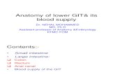 Anatomy of Lower GIT-OK
