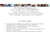 10 New Reasons to Love Ol' Sorghum 3-30-13