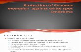Protection of Penaeus monodon  against white spot syndrome.pptx