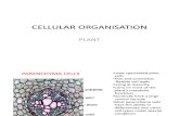 Cellular Organisation in Plant