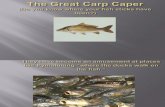 The Great Carp Caper