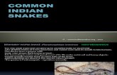Common Snakes of India