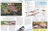 Wildlife Fact File - Birds - 71-80