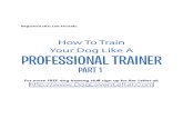 How to Train your Dog like a Professional- Part 1