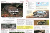Wildlife Fact File - Mammals - Pgs. 31-40