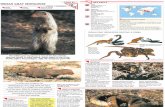 Wildlife Fact File - Mammals - Pgs. 81-90