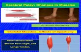 Muscles Changes in Cerebral Palsy