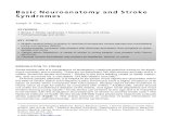 Basic Neuroanatomy and Stroke Syndromes.pdf