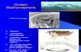 Chapter 31 Orden Siphonaptera