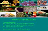 Reino Animalia - Invertebrados