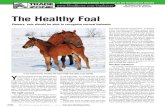 The Healthy Foal, Owners, Vets Should Be Able to Recognize Normal Behavior