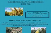 Genetically Modified Crops 2