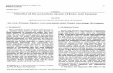 Kok-1990 Genetics of the Proteolytic System of Lactic Acid Bacteria