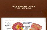 Glomerular Function