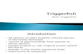Triggerfish Report