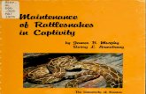 Maintenance of Rattlesnakes