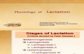 Physiology of Lactation New