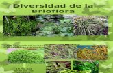 brioflora mexicana (1)