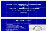Dental Morphological Terms
