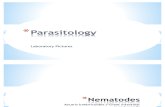 Parasitology Lab - Nematodes