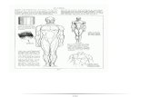 anatomy drawing  Part ( 3 )