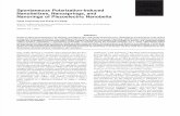 Xiang Yang Kong and Zhong Lin Wang- Spontaneous Polarization-Induced Nanohelixes, Nanosprings, and Nanorings of Piezoelectric Nanobelts
