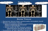 Bone Presentation Concept