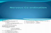 Nervous Co Ordination 12th Science