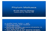 BI103 Lab 06 - Phylum Mollusca