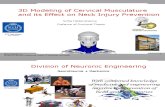 3D Modeling of Cervical Musculature