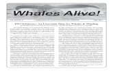 IWC/63/Jersey: An Uncertain Time for Whales & Whaling