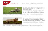 Sheep Breed Info