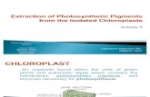 Extraction of Photosynthetic Pigments from Isolated Chloroplast