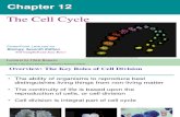Lecture 2, Ch 12, Cell Cycle