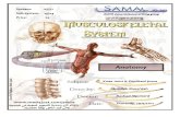 Anatomy - Lec.15