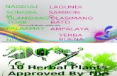 10 DOH Approved Herbal Plants (English)