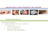 Exer 4 Report - Sensory Pathways